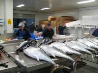 Tsukiji-Fischmarkt © Neue Visionen Filmverleih